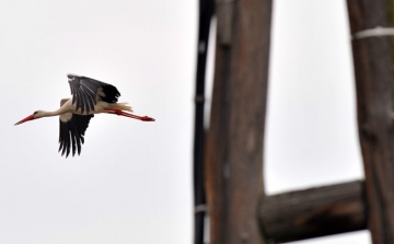 Újra fészket rakhat a jászszentlászlói gólyapár