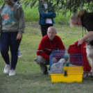 Családi délutánt rendeztek a Gyepmesteri Telepen