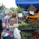 Káprázatos virágözön ékesítette Kiskunfélegyháza főterét