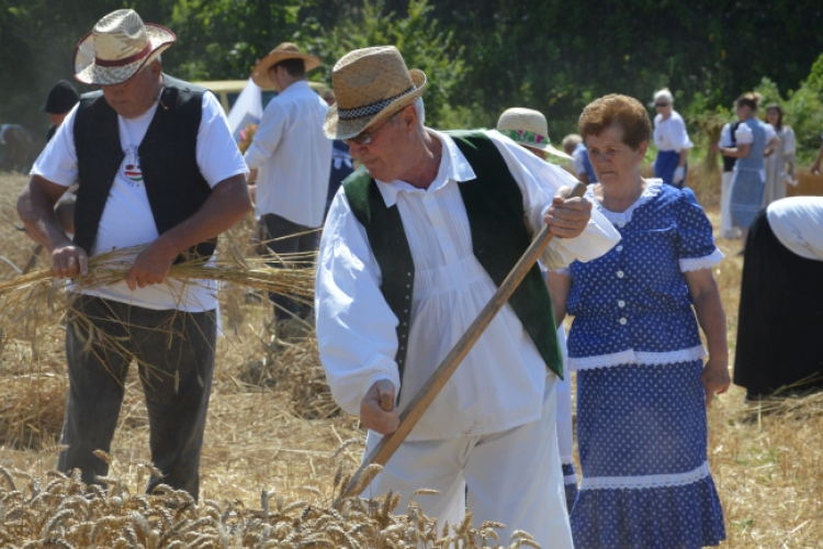 Régmúlt idők kézi aratási szokásai elevenedtek meg Haleszban 