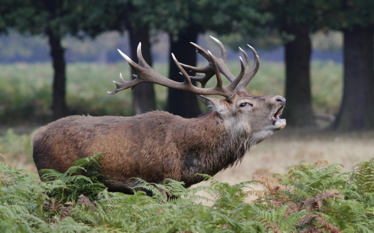 Március 3-án ünnepeljük a vadvilág világnapját