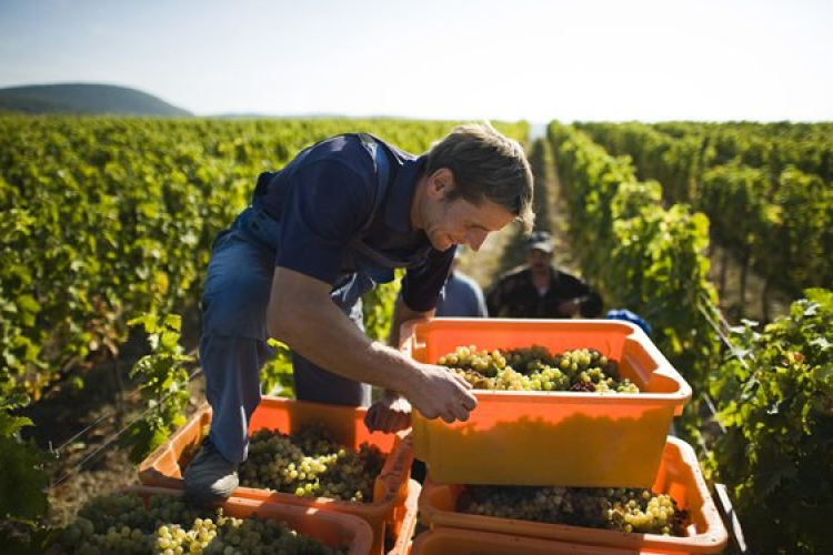 Az alkalmi munkával szerzett jövedelem bevallása