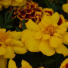 Káprázatos virágözön ékesítette Kiskunfélegyháza főterét