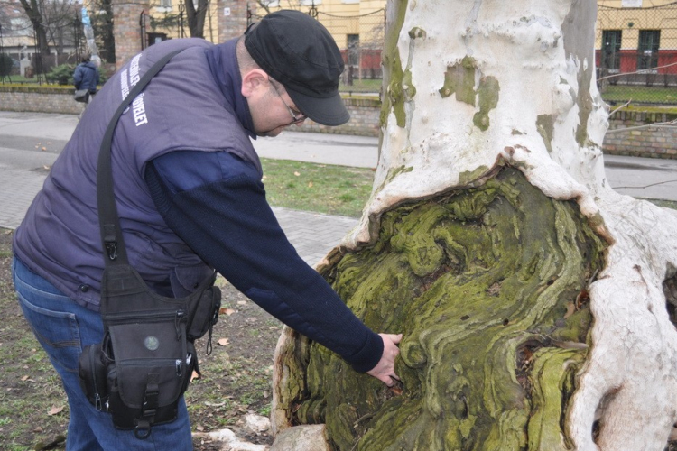 Vizsgálják a főutca platánjait