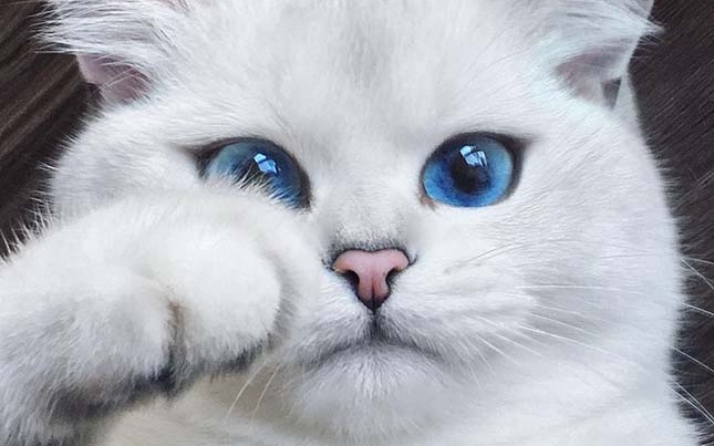 Egy gyönyörű szemű macska a legújabb internetes cicasztár
