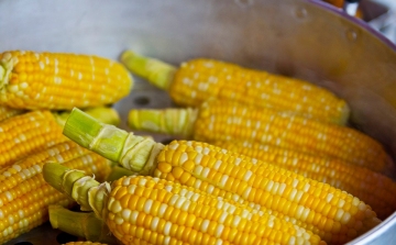 Történelmi rekord a 2020-as kukoricahozam