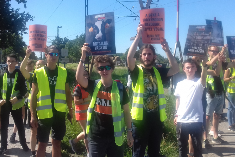 Utoljára még elbúcsúztak a félegyházi vágóhídra vitt állatoktól