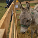 A karácsony valódi értékére hívták fel a figyelmet