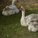Tavaszköszöntő rendezvényt tartottak a Szérűskertben