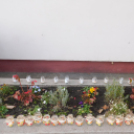 Felelevenítették a Márton-napi szokásokat a Platán iskolában