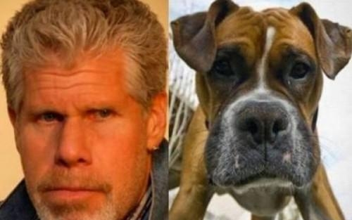 Kutyacelebek: avagy hírességek és kutya alteregójuk