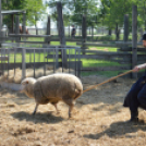 Levetkőztek a Mezgé tangazdaság birkái