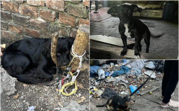 Rendőri segítséggel kerültek biztonságba a bajba jutott tappancsok