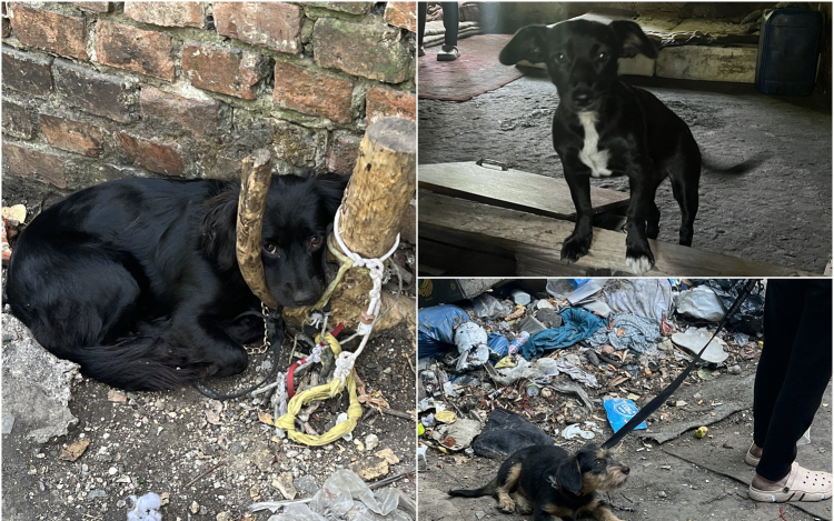 Rendőri segítséggel kerültek biztonságba a bajba jutott tappancsok