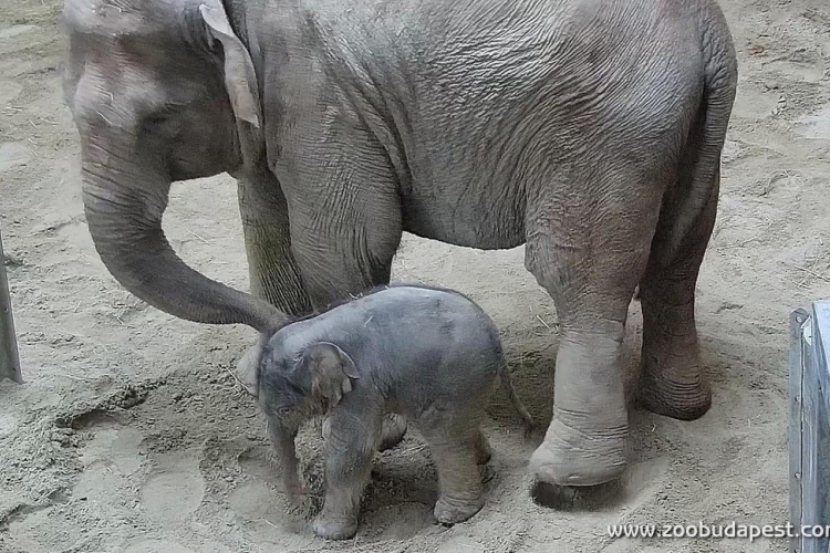 Elkeresztelték a fővárosi állatkertben született kiselefánt