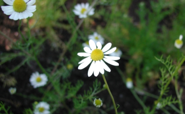 10 milliárdot hoznak a konyhára a gyógynövények