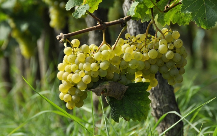 Mediterrán körülmények várnak a magyar bortermelőkre