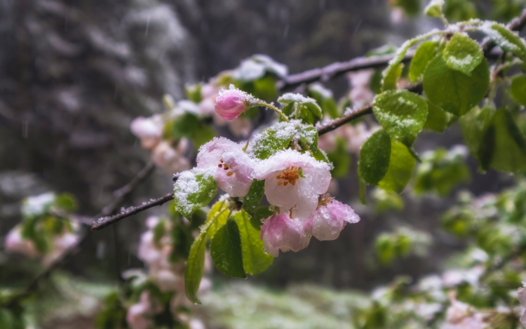 A hét közepéig maradnak a fagyos hajnalok, majd visszatér a tavaszias idő