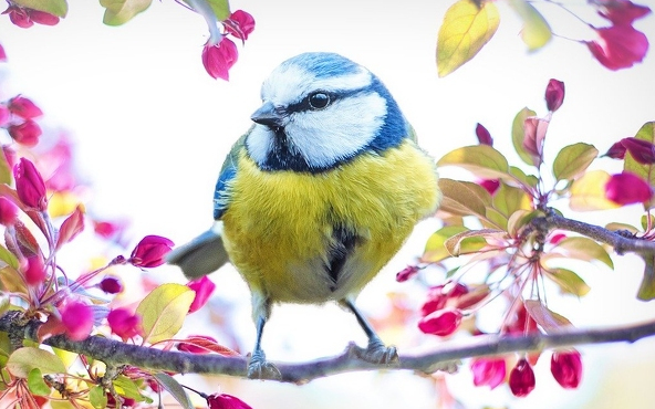 Ezt kell tennünk, hogy a madarak ne tekintsék fészeknek a postaládánkat