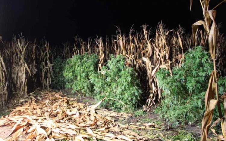 Kukoricásban elrejtett ültetvény - videóval