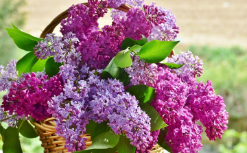 Úgy szeretném meghálálni – az édesanyákat köszöntjük