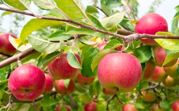 Magyarországon közel 36,3 ezer hektáron van gyümölcsös