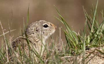 Számba vették az ürgéket Bugacon