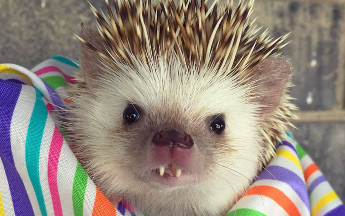 Hatalmas népszerűségnek örvend Huff, a vámpírfogú süni