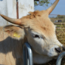 Tömegeket vonzott a Mezgé piknikje a tangazdaságba