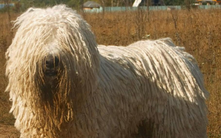 Módosult az ebtenyésztési szabályozás