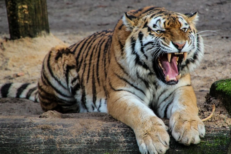 Koronavírussal fertőződött meg több tigris és oroszlán New York egyik állatkertjében