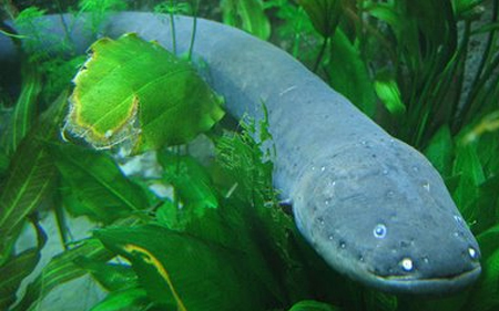 Tudtad-e? Érdekességek az állatvilágból