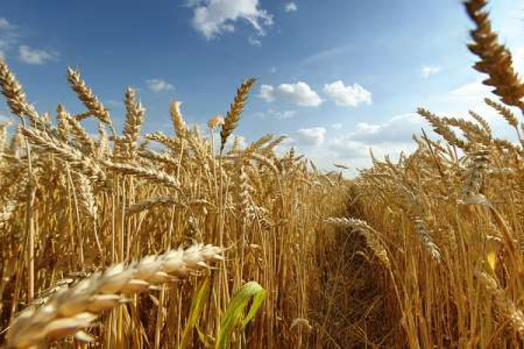 Magasabb a kalászos gabonák ára a tavalyinál