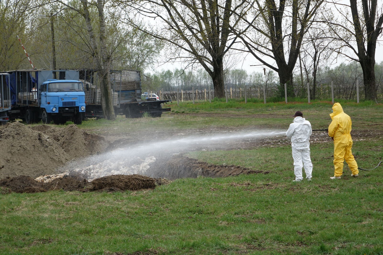 tömegesen földelték el a döglött kacsákat Majsán