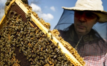Valaki hamisít - Ellenőrzik az összes magyarországi mézfeldolgozót és kereskedőt