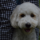 Családi délutánt rendeztek a Gyepmesteri Telepen