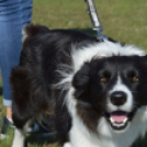 Tömegeket vonzott a Mezgé piknikje a tangazdaságba