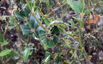 A molylepkék városunkban is tarolnak