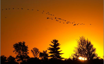 Gének irányíthatják az énekesmadarak vándorlását