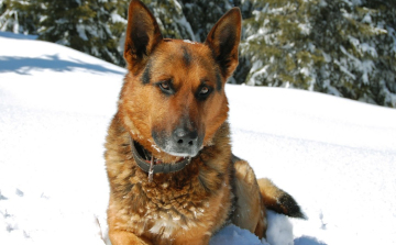 A szilveszteri petárdázás veszélyei