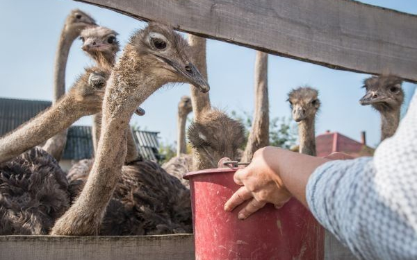 Így tarthatunk különleges állatot Magyarországon
