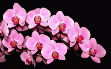 Serkentsd virágzásra az orchideád!