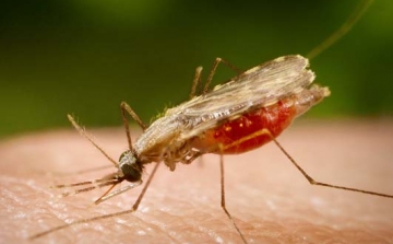 Terjed a malária gyógyszer-rezisztens törzse