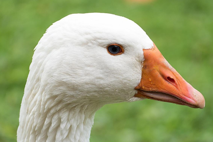 A honfoglalásig nyúlik vissza Magyarországon a lúdtartás múltja