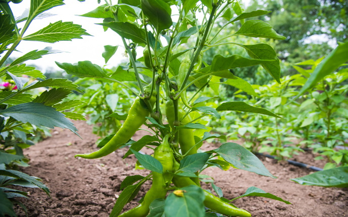 Magyar megoldás forradalmasíthatja a zöldségtermesztést: a paprikánál már bevált