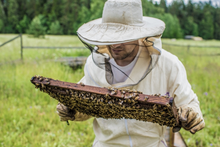 Szeretnék életre kelteni a Félegyházi Védjegyet méhészeink