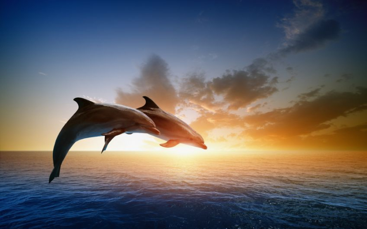 Visszatértek a közönséges delfinek a horvát Adriára