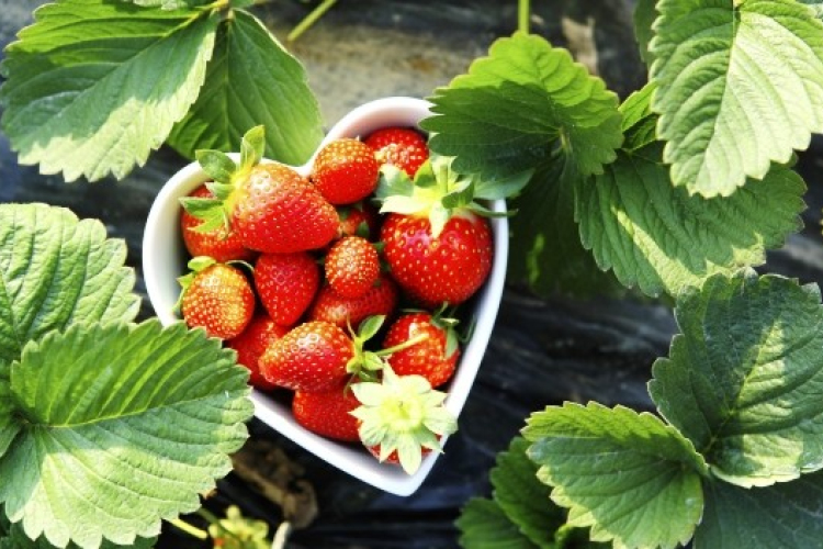 Eper: az illatos szupergyümölcs