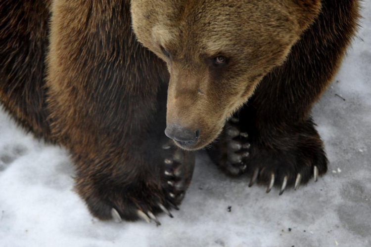 Tibor és Romulus rövid telet jósolta