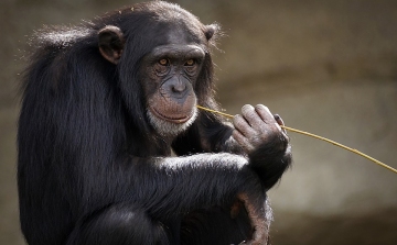Csimpánzok szöktek meg karámukból a belfasti állatkertből